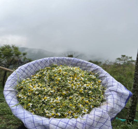 Chamomile Tea